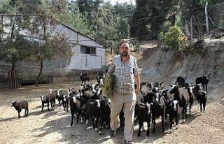 Bu koyunu almak isteyenler 5 ay sıra bekliyor