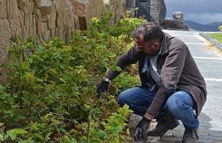 Bünyan’da yeşil alanlar ve parklarda çalışmalar...