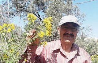 Burhaniye’de kantaron çiçeği hasadına başlandı