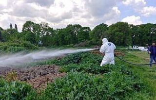 Bursa’da 2 milyon metrekarelik alanda ilaçlama...