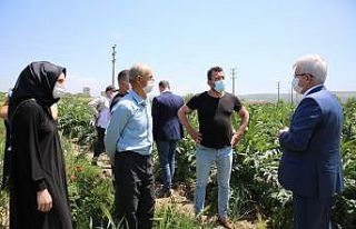 Bursa’da enginarın tarlada kalmaması için çalışma...