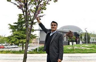 Bursa’da erguvan mevsimi başlıyor