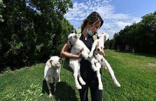 Bursa’da ikiz keçiler ilgi odağı oldu