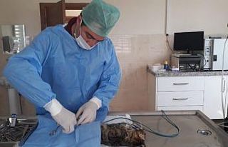 Bursa’da kazazede kedi ameliyat edildi