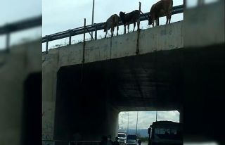 Büyükbaş hayvanların köprüden düşerek telef...