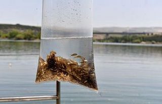 Büyükşehir 14 bin yavru sazan balığını suyla...