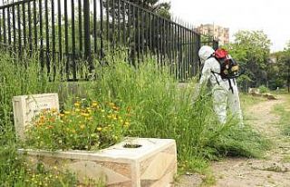 Büyükşehir Belediyesinden mezarlıklarda yabani...