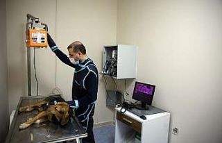 Büyükşehir Belediyesi’nden sokak hayvanlarına...