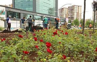 Büyükşehir çalışıyor, Diyarbakır yeşilleniyor
