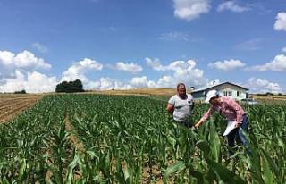 Büyükşehir destekliyor, Kocaelili çiftçiler üretiyor