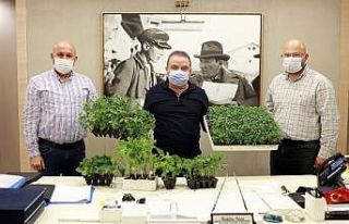 Büyükşehir’den çiftçilere fide desteği