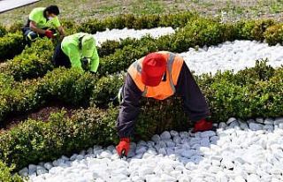 Büyükşehir’den kuru peyzaj