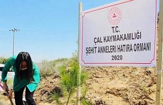 Çal’da şehit anneleri için hatıra ormanı oluşturuldu
