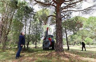 Çam fıstığında verim düşüklüğünü gidermek...