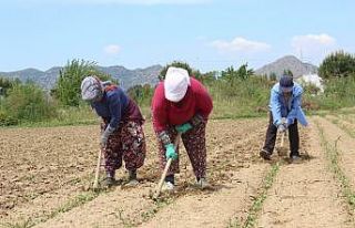 Çapa sezonu başladı, tarlalar şenlendi