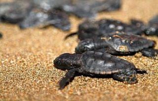 Caretta carettalar ilk yumurtalarını bıraktı