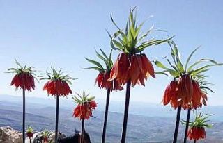 Çemişgezek dağlarını ters laleler süsledi