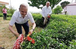 CHP Giresun Milletvekili Tığlı, yaş çay fiyatını...