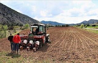 Çiftçiler korona virüse rağmen üretimi sürdürüyor