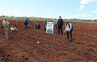 Çiftçilere sağlanan fideler toprakla buluştu