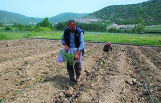 Çiftçilerin sıcak havada zorlu mesaisi