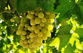 Çiftçinin en önemli gelir kaynağı ’Delice beyazı’:...