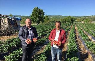 Çilek tarlada 5, pazarda ise 10 lira