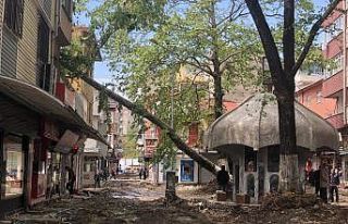 Çınar ağacı binanın üzerine yıkıldı