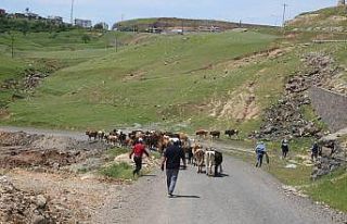 Cizre’de başıboş hayvanlar toplatılıyor