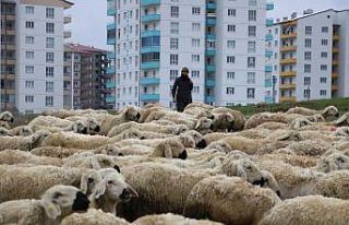 Çobanlar 1 Mayıs’ta da çalışmaya devam etti