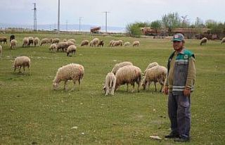 Çobanlar üretimin devamlılığı için işlerinin...