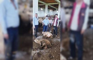 Çobanların koyun kırkım mesaisi başladı