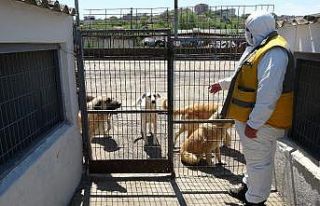 Çorlu Belediyesi Hayvan Bakımevi kısıtlama günlerinde...