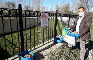 Daday’da sokak hayvanları unutulmadı