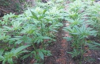 Damlama sulama sistemiyle yetiştirilen kenevirler...