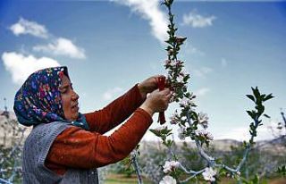 Denizli’de elma kurduna karşı örnek biyoteknik...