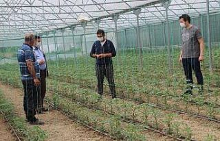 Devrekli çiftçileri korona virüs bile durduramıyor