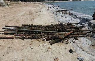 Didim Belediyesi’nden denizde temizlik çalışmaları.