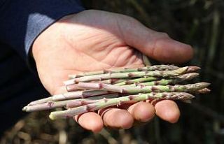 Dikenler arasındaki şifa kaynağı "kuşkonmaz"