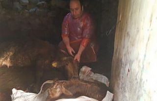 Doğum yapamayan ineğin imdadına veteriner hekim...