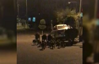 Domuzlar kedilerin mamalarına göz dikti