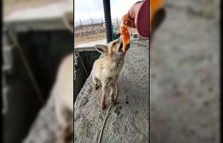 Dost olduğu tilkiyi her gün eliyle besliyor