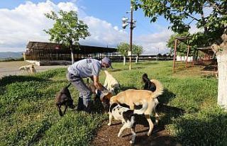 Efeler’de sokak hayvanları unutulmadı