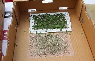 Elazığ’dan Koza üretimi için, ipekböceği yetiştiriciliği...