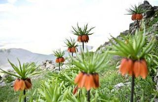 Elbistan’ın ‘ağlayan gelinleri’