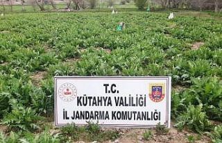 Emet’te 5 bin kök kaçak ekilmiş haşhaş bitkisi...