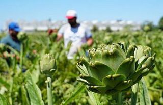 Enginar üreticisi ithal enginardan dertli