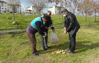 Erciş Belediyesinden sokak hayvanlarına yem desteği