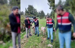 Erdemli’de hayvan hırsızları jandarma ekiplerince...