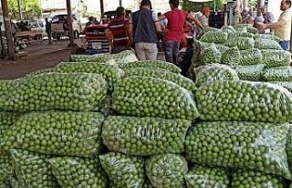 Erikte rekolte düşüklüğü